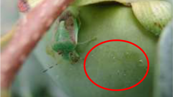 チャバネアオカメムシによる被害。赤丸内は口針鞘（吸汁痕）（提供：島根県病害虫防除所）