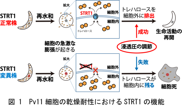 図1：Pv11細胞の乾燥耐性におけるSTRT1の機能