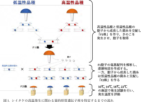 図1. シイタケの高温発生に関わる量的形質遺伝子座を特定するまでの流れ