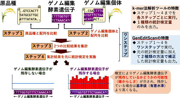 図2：k-mer 法解析ツールとGenEditScanの実行手順と特徴