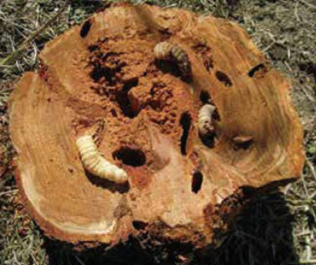 枯死したモモの木の幹の中に潜んでいたクビアカツヤカミキリの幼虫。幹の穴は幼虫が食い荒らした痕（提供：森林総合研究所）