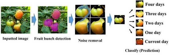 収穫時期予測の流れ（入力画像→果房検出→ノイズ除去→収穫時期予想の分類）