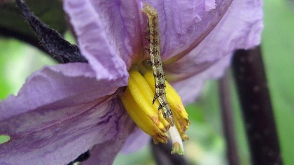 図2：ナスの花を加害するタバコガ類（提供：東京都病害虫防除所）