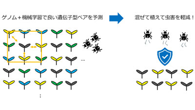 生物多様性の力で虫害を防ぐ　混ぜて植えるべき植物の遺伝子型ペアをゲノム情報から予測s.jpg