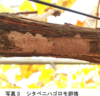 【特殊報】ブドウにシタベニハゴロモ　県内の果樹園地で初めて確認　富山県-2_3.jpg