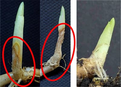 写真2：新芽の褐変腐敗症状（左）と健全な芽