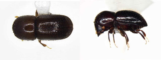 左から図1：成虫上面（体長2.5mm）、  図2：成虫側面（提供：宮崎県病害虫防除・肥料検査センター）