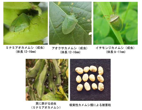 【注意報】大豆に吸実性カメムシ類　美濃地域で多発のおそれ　岐阜県-3.jpg