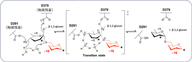 図3：研究で発見されたアノマー反転型 の 糖転移反応。