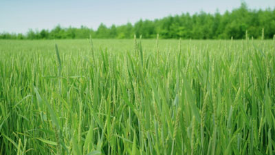 【注意報】春まき小麦のムギキモグリバエ　全道で早発・多発のおそれ　北海道
