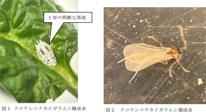 図1：クロテンコナカイガラムシ雌成虫と図2：クロテンコナカイガラムシ雄成虫（提供：神奈川県農業技術センター）