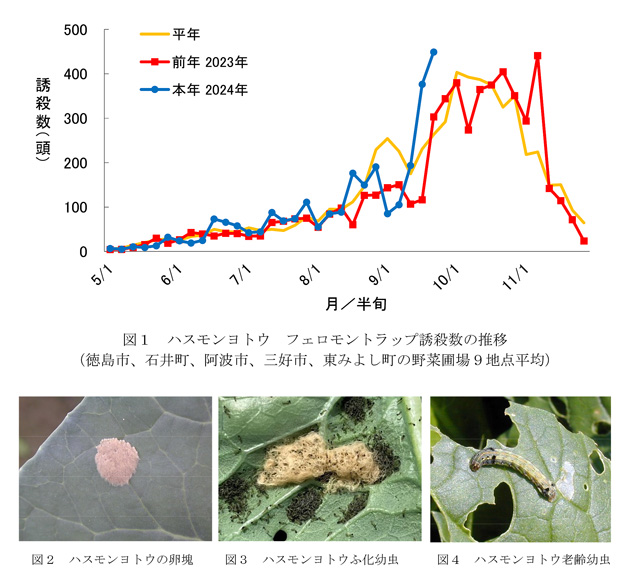 【注意報】野菜類、花き類にハスモンヨトウ　県内全域で多発のおそれ　徳島県-2.jpg