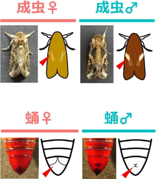ハスモンヨトウの成虫と蛹