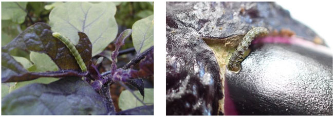 写真1：オオタバコガ幼虫による葉の食害（左）、写真2：ナス果実に食入するオオタバコガ若齢幼虫（写真提供：埼玉県病害虫防除所）