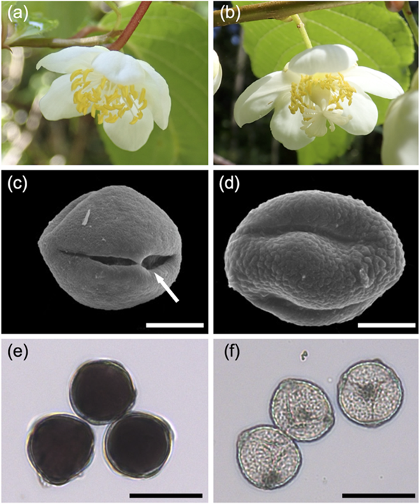 図1：マタタビの花と花粉。雄花（a）と同様に雌花（b）にも雄しべがある。雄花の花粉（c）には発芽孔があるが、雌花の花粉（d）にはない。細胞質の染色が雄花の花粉（e）ではみられるが雌花の花粉（f）ではみられない