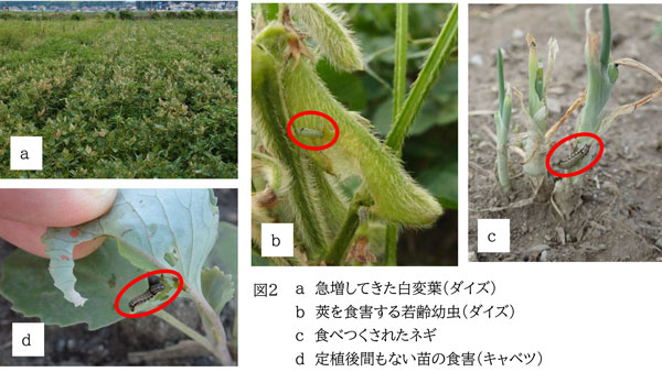 図2：（a）急増してきた白変葉（ダイズ）、（b）莢を食害する若齢幼虫（ダイズ）、（c）食べつくされたネギ、（d）定植後間もない苗の食害（キャベツ）（提供：三重県病害虫防除所）