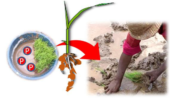 水稲施肥技術「リン浸漬処理」は冠水害の回避にも有効　国際農研