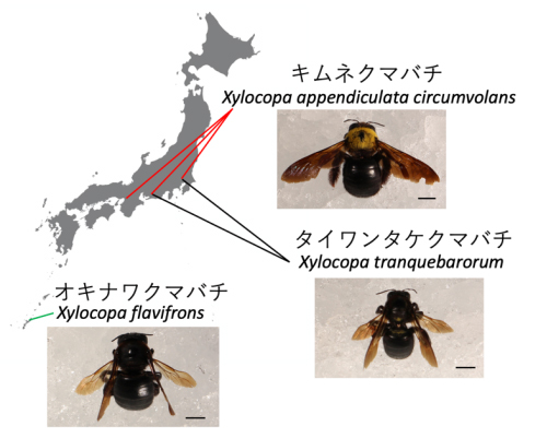 日本のクマバチ（本州：キムネクマバチ、タイワンタケクマバチ、 沖縄：オキナワクマバチ）