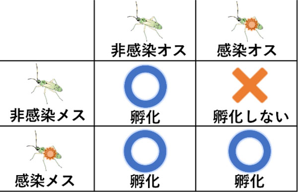 図2：感染系統と非感染系統の交配組み合わせ