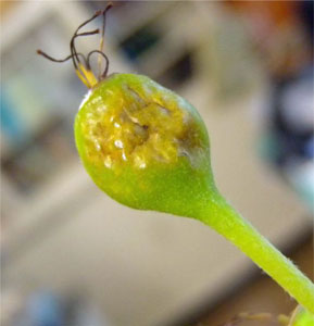 写真2：ナシ幼果の果樹カメムシ類による吸汁被害（写真提供：鳥取県病害虫防除所）