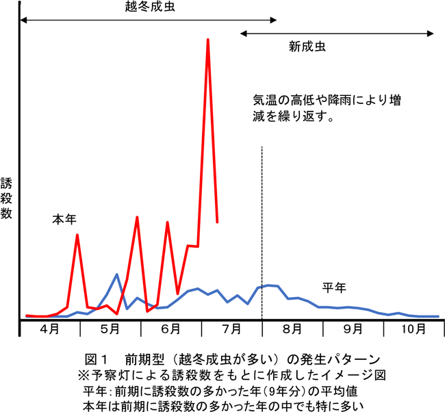 【警報】果樹カメムシ類が異常発生　誘殺数で平年90倍超え地点も　愛媛県
