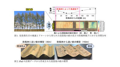 土と作物を守る防風林の効果を畑の畝の形から可視化　森林総研-s.jpg