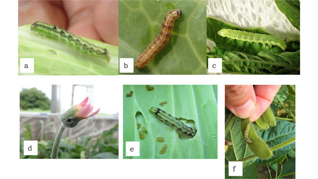 図2：a・b・cオオタバコガ幼虫（色の変異あり。（d）ガーベラの被害、（e）キャベツに食入する幼虫、（f）ダイズの莢に食入する幼虫（提供：三重県病害虫防除所）