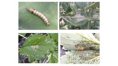 【注意報】野菜類・花き類にハスモンヨトウ　県内全域で多発のおそれ　福島県s.jpg