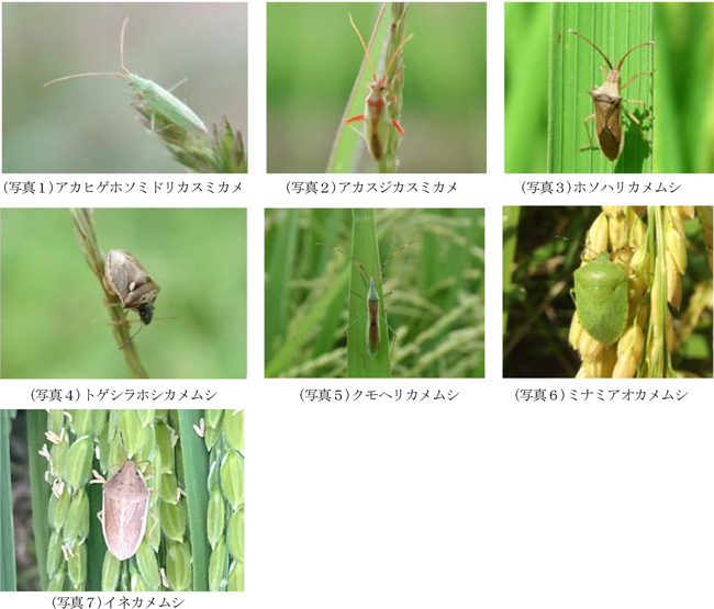 【注意報】水稲に斑点米カメムシ類　府内全域で多発のおそれ　京都府