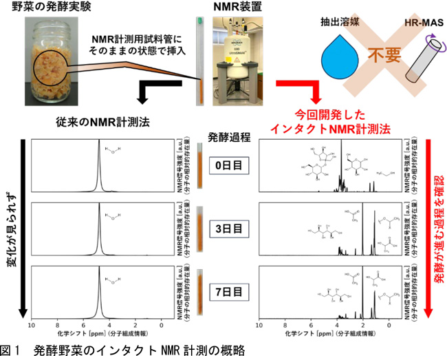 発酵野菜のインタクトNMR計測の概略