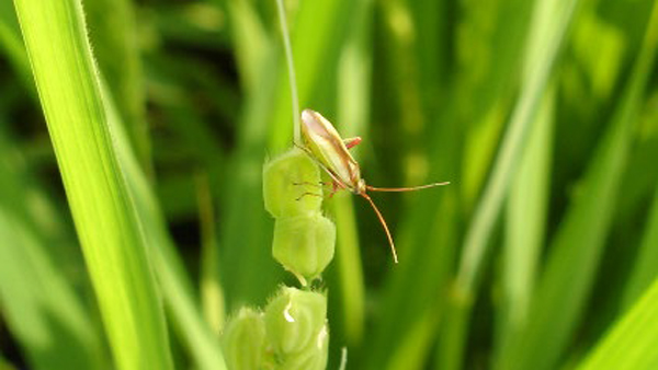 出穂開花した水稲に寄生するアカスジカスミカメ（提供：岩手県病害虫防除所）.jpg