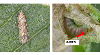 【特殊報】トマトキバガ　農作物で食害を県内で初めて確認　岐阜県