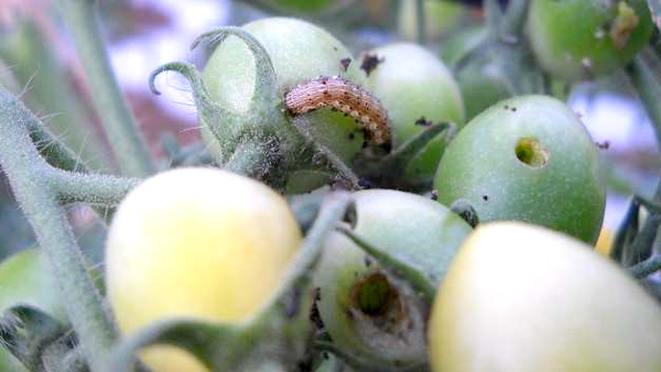 写真1：幼虫とミニトマト果実の食害痕（穴をあけ、内部を食害する）（提供：千葉県農林総合研究センター）