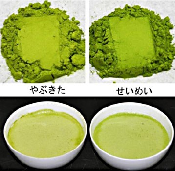 「やぶきた」「せいめい」の粉末茶と抹茶風に点てた際の泡色