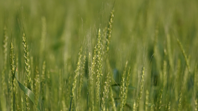 【注意報】小麦に赤かび病　県内全域でやや多発のおそれ　滋賀県