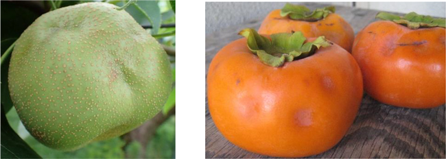 写真1：果樹カメムシ類の被害果。ナシ（左）とカキ（提供：京都府病害虫防除所）