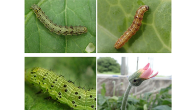 【注意報】野菜類・花き類・大豆にオオタバコガ　県内全域で多発のおそれ　三重県.jpg