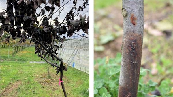 【特殊報】ナシ胴枯細菌病　県内で初めて発生を確認　島根県.jpg