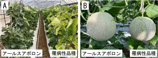 図2：メロン生産者ほ場（退緑黄化病発生地域）での試作状況 （A）退緑黄化病による葉の黄化が少ない新品種「アールスアポロン」（左）と黄化が激しい罹病性品種。 （B）正常な「アールスアポロン」の果実（左）と果実が小さく、ネット形成も悪い罹病性品種の果実