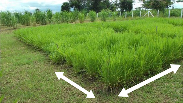 タイ王国での系統適応性検定試験圃場。一番手前の矢印で示した区画が「イサーン」（9月撮影）