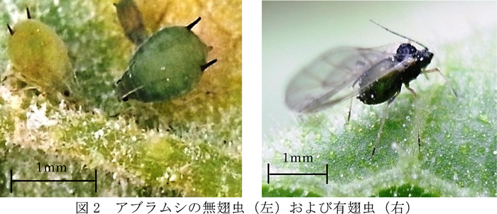 図2：アブラムシの無翅虫（左）と有翅虫（提供：沖縄県病害虫防除技術センター）