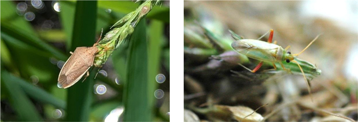 図1：イネカメムシ成虫（左）、図2：アカスジカスミカメ成虫（提供：静岡県病害虫防除所）