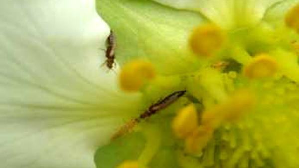 イチゴ花に寄生するアザミウマ類（体長 1～2mm 程度）（写真提供：熊本県防除所）
