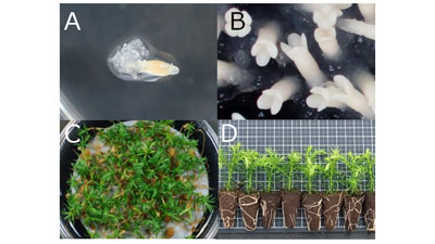 無花粉スギの苗木だけを量産する革新的技術を開発　森林総合研究所