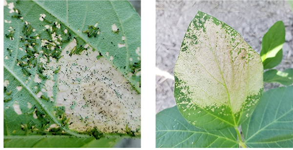 図1：卵塊からふ化したハスモンヨトウ若齢幼虫（8月22日撮影）（提供：佐賀県農業技術防除センター）（左）、図2：若齢幼虫の食害による大豆葉の白化。通称「白変葉」（8月22日撮影）（提供：佐賀県農業技術防除センター）