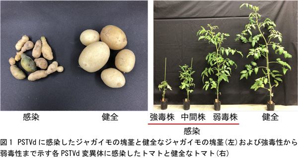 PSTVdに感染したジャガイモの塊茎と健全なジャガイモの塊茎（左）と強毒性から弱毒性まで示す各PSTVd変異体に感染したトマトと健全なトマト（右）