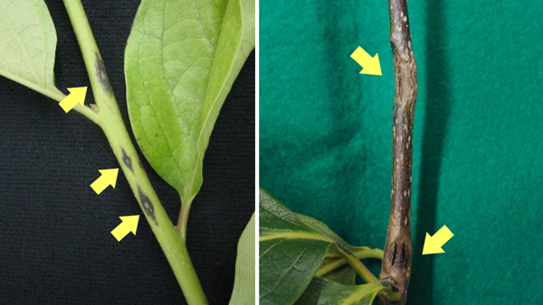 写真1：カキ炭疽病の枝病斑（矢印）の新梢（左）と右硬化した枝（提供：和歌山県農作物病害虫防除所）