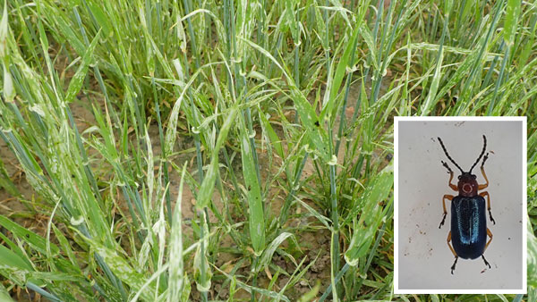 【特殊報】大麦、秋まき小麦にクビアカクビホソハムシ　国内で初めて確認　北海道.jpg