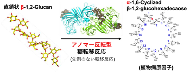 図1：研究で発見した酵素の反応