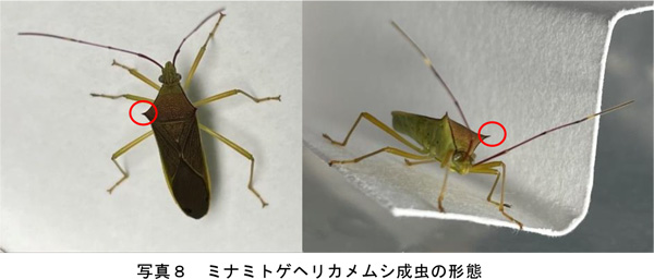 ミナミトゲヘリカメムシ成虫の形態（提供：和歌山県農作物病害虫防除所）